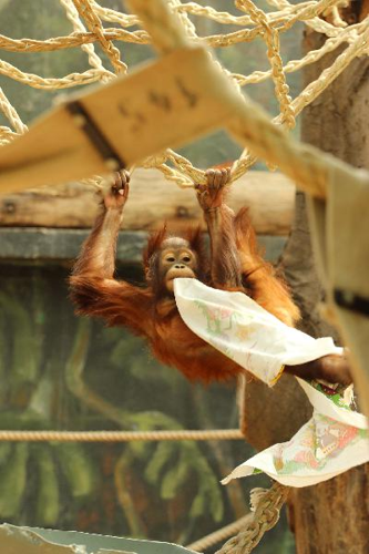 Foto: Orangutan bornejský