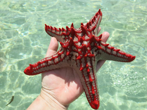 Foto: Hvězdice linckova