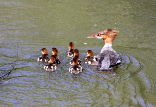 Foto: Morčák velký
