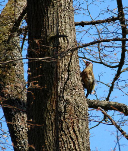 Foto: Žluna zelená