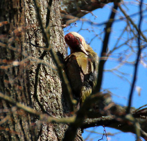 Foto: Žluna zelená