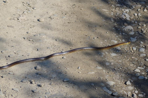 Foto: Užovka stromová