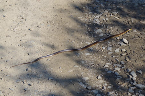 Foto: Užovka stromová