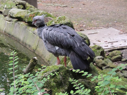 Foto: Čája obojková