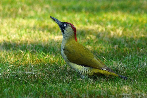 Foto: Žluna zelená