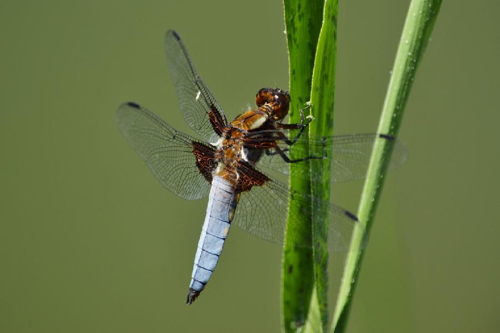 Foto: Vážka ploská