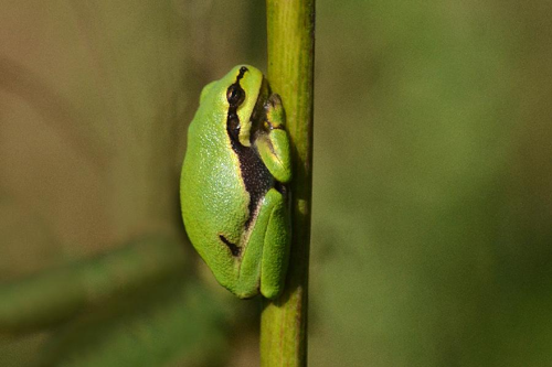 Foto: Rosnička zelená