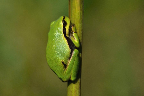 Foto: Rosnička zelená