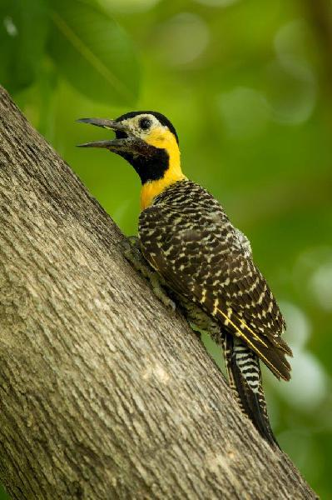 Foto: Datel campový