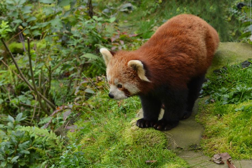 Foto: Panda červená