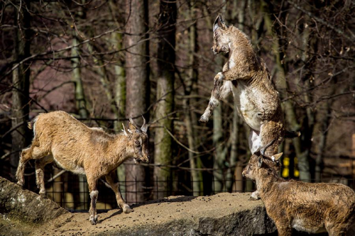 Foto: Koza šrouborohá