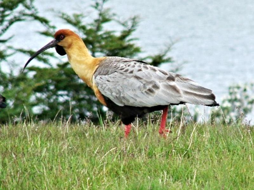 Foto: Ibis šedokřídlý