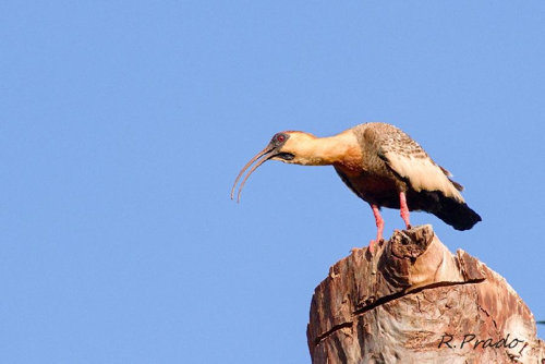 Foto: Ibis šedokřídlý