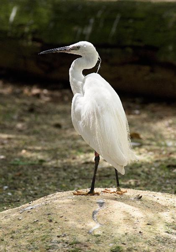 Foto: Volavka stříbřitá