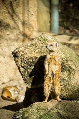 Foto: Mangusta liščí