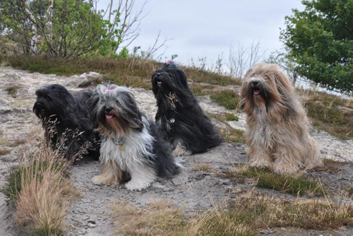 Foto: Tibetský teriér