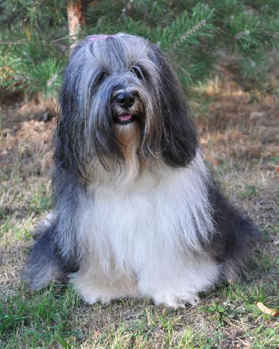 Foto: Tibetský teriér