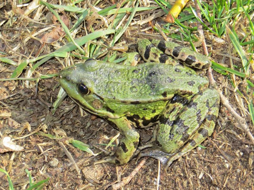 Foto: Skokan zelený