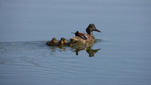 Foto: Kachna divoká