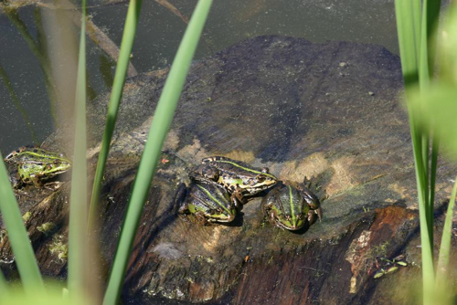 Foto: Skokan zelený