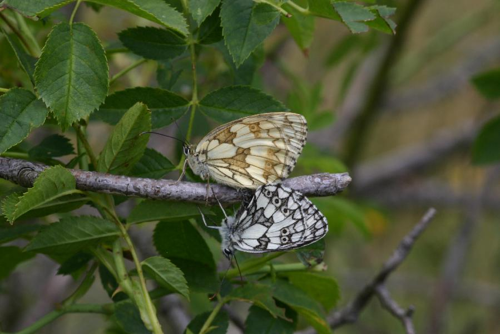 Foto: Okáč bojínkový