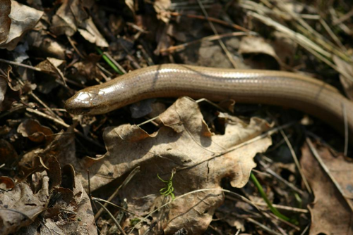 Foto: Užovka stromová