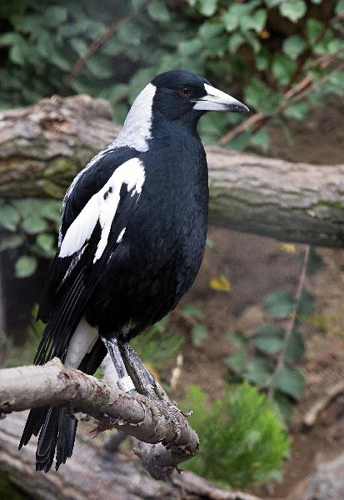 Foto: Flétňák australský