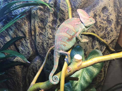 Foto: Chameleon