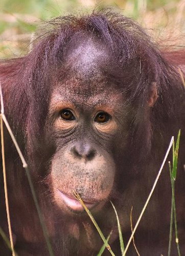 Foto: Orangutan bornejský