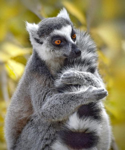 Foto: Lemur kata