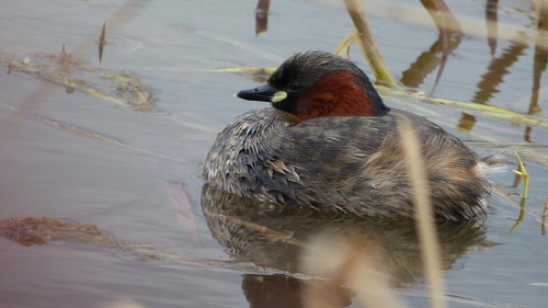 Foto: Potápka malá