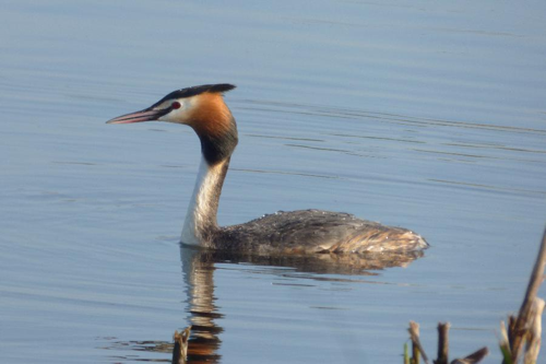 Foto: Potápka roháč