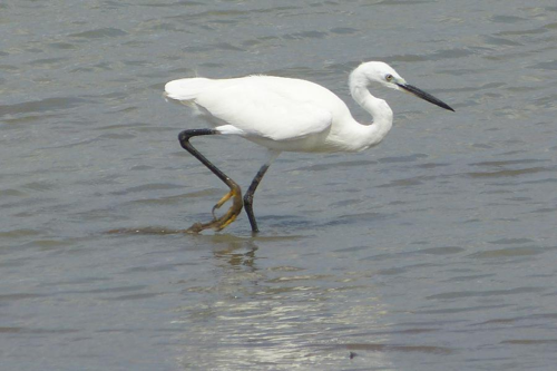 Foto: Volavka stříbřitá