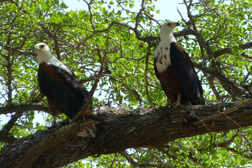Foto: Orel jasnohlasý