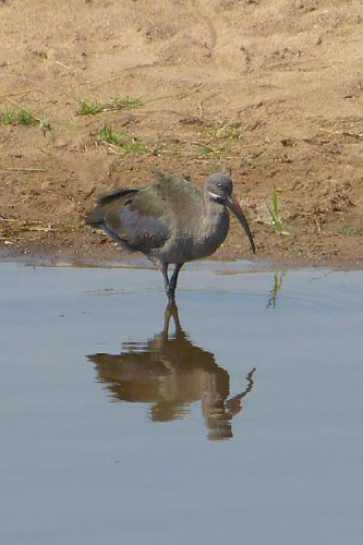 Foto: Ibis hagedaš