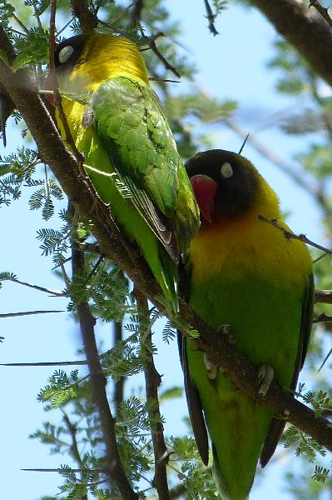 Foto: Agapornis škraboškový