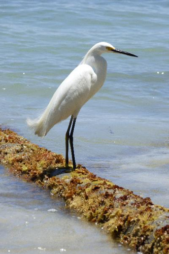 Foto: Volavka bělostná
