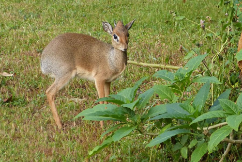 Foto: Dikdik kirkův