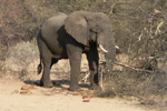 Foto: Slon africký jihoafrický