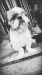 Foto: Shih-tzu