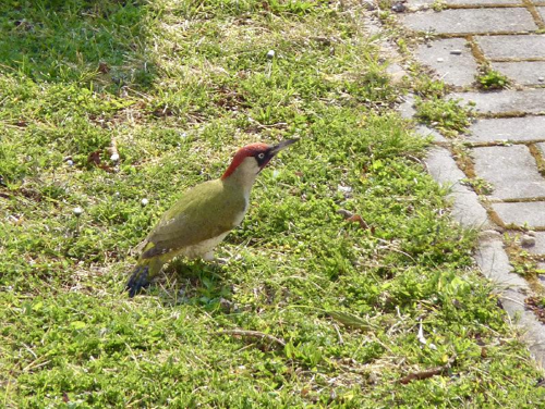 Foto: Žluna zelená