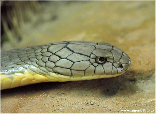 Foto: Kobra královská