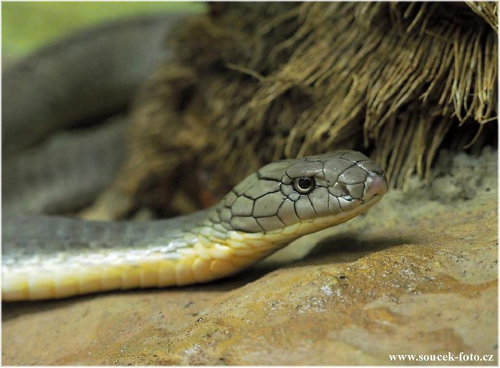 Foto: Kobra královská