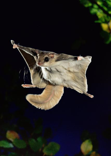 Foto: Poletuška asapan