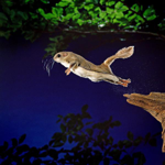 Foto: Poletuška asapan