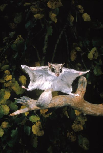 Foto: Poletuška asapan