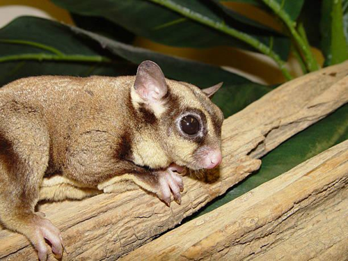 Foto: Poletuška asapan