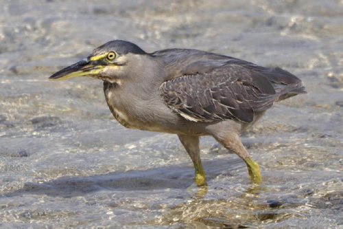 Foto: Volavka proměnlivá galapážská
