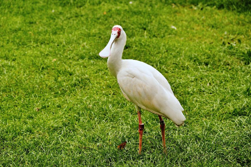 Foto: Kolpík africký