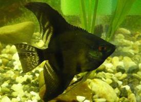 Foto: Angelfish